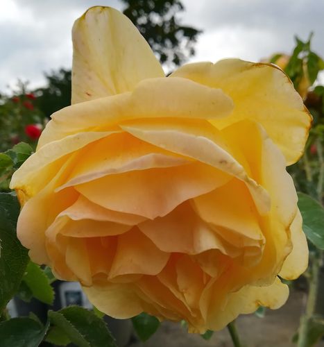 Shop - Rosa Apache - gelb - park und strauchrosen - stark duftend - Gordon J. Von Abrams - Ihre formschönen, spitzen Blüten sind groß, cremegelb mit rosanen Flecken.